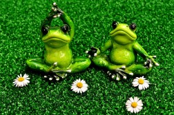 frogs-2403517_1280